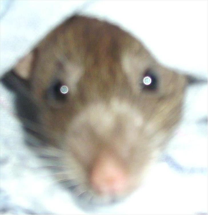 Tamrotte Dumbo - D. 9/6 2011

desværre en meget utryk dumbo, men det er blevet bedre (: billede 7