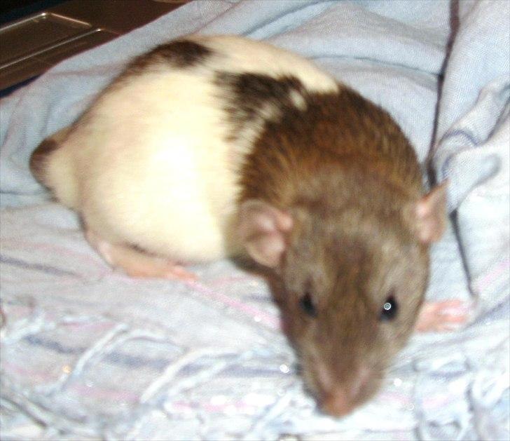 Tamrotte Dumbo - D. 9/6 2011

desværre en meget utryk dumbo, men det er blevet bedre (: billede 6