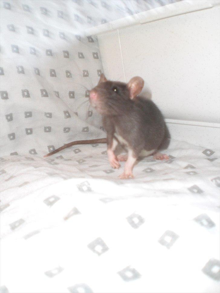 Tamrotte Zukkie RIP - 11/6-11 billede 2