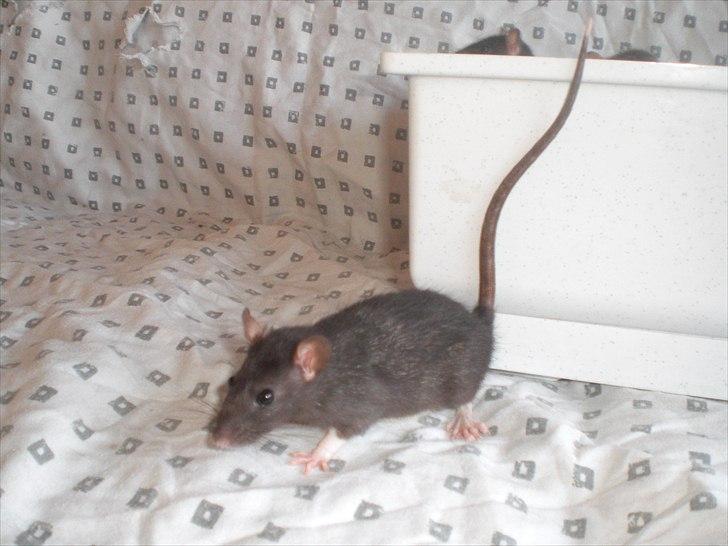 Tamrotte Zukkie RIP - 11/6-11 billede 3