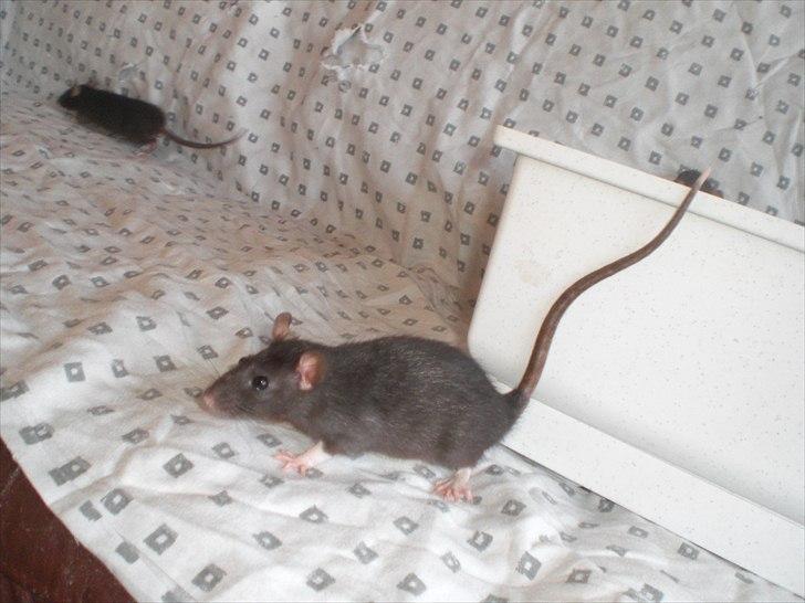 Tamrotte Zukkie RIP - 11/6-11 billede 4