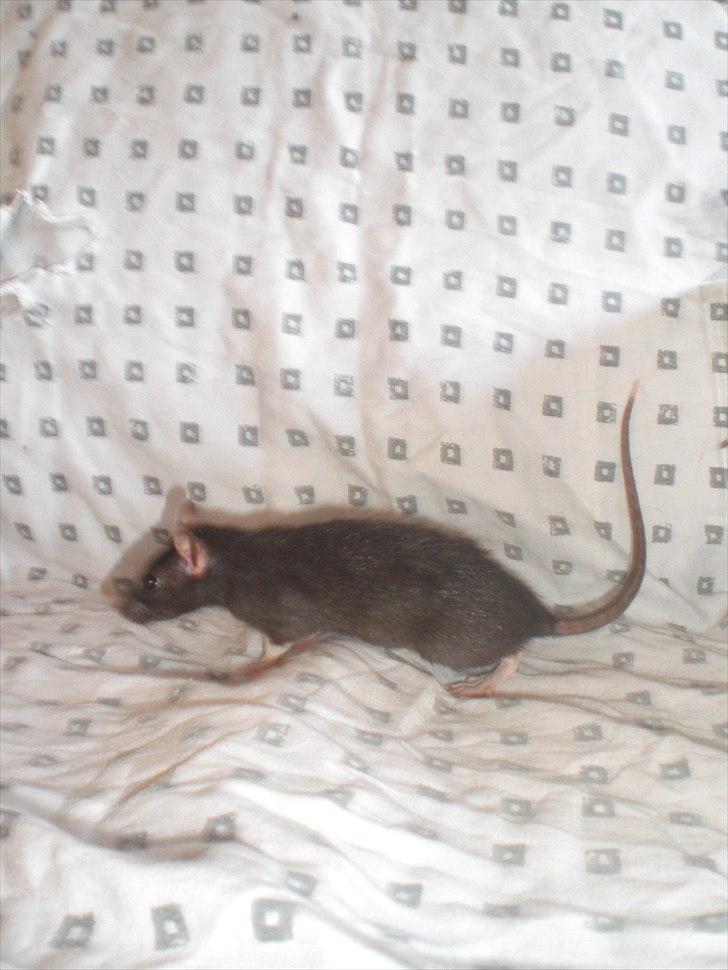 Tamrotte Zukkie RIP - 11/6-11 billede 5