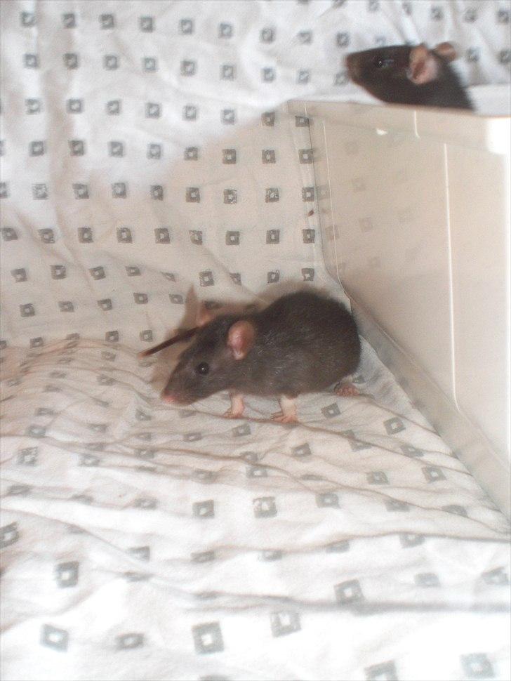 Tamrotte Zukkie RIP - 11/6-11 billede 6