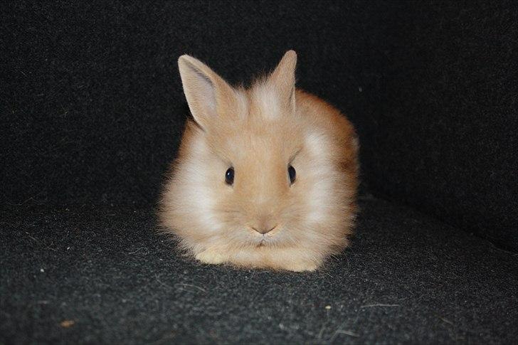 Kanin Muffin <3<3 - Hejsa, jeg er Muffin :) billede 1