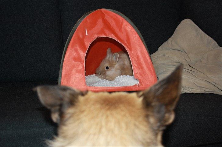 Kanin Muffin <3<3 - Ikke spis mig, Tihi billede 2