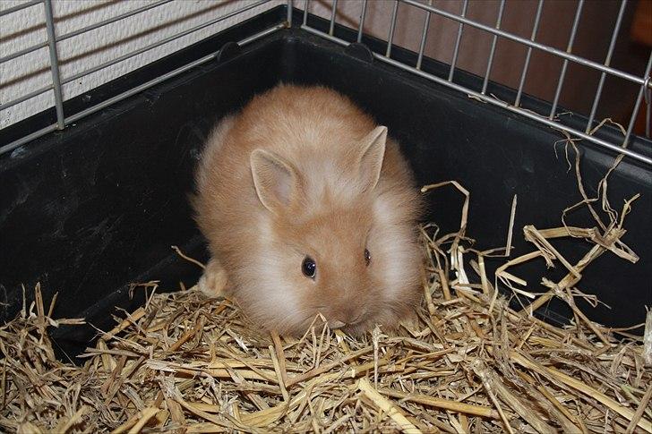 Kanin Muffin <3<3 - Jeg gemmer mig :) billede 3