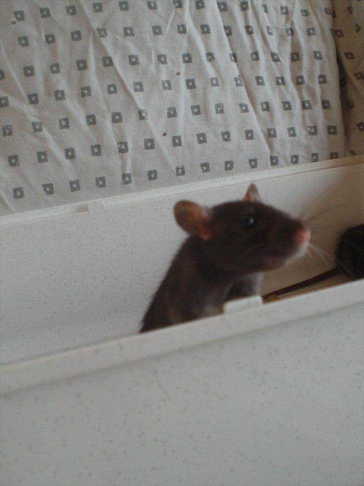 Tamrotte Zukkie RIP - 11/6-11. billede 7