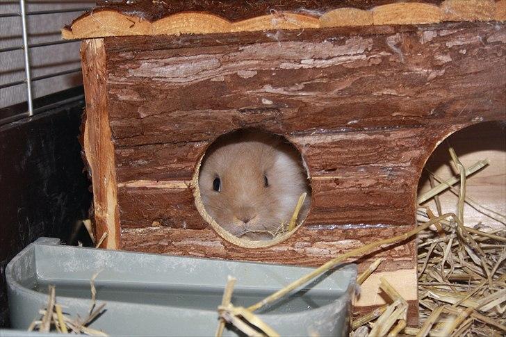 Kanin Muffin <3<3 - Mig i mit hus :) billede 5