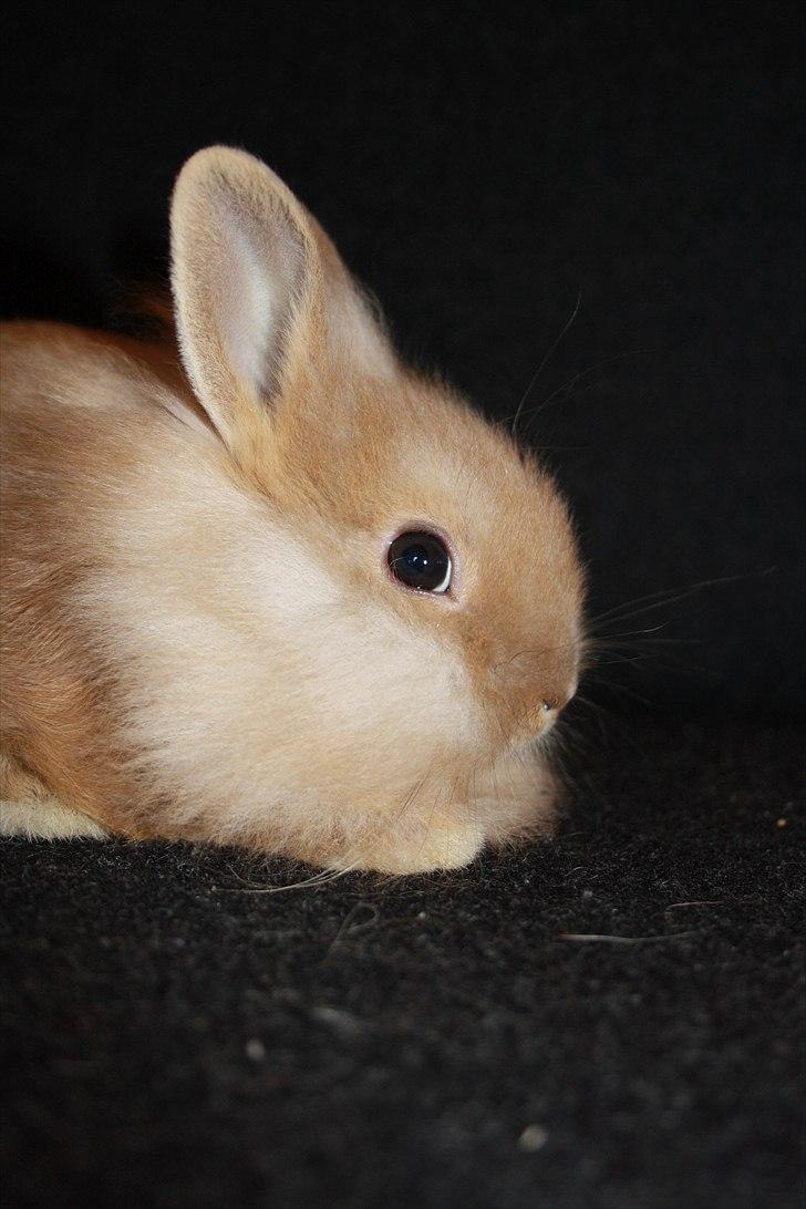 Kanin Muffin <3<3 - Tihi, jeg er Fiiiiin :* billede 6