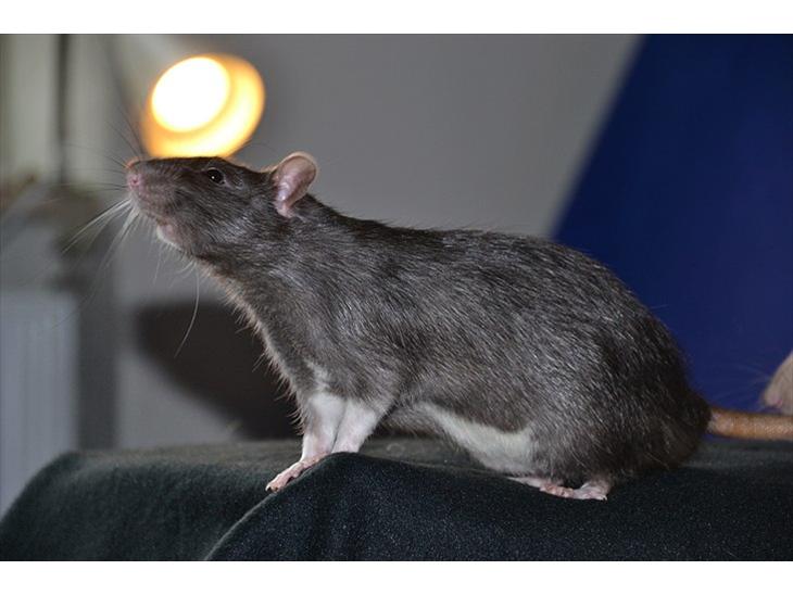 Tamrotte †Røntved's Ib† billede 1