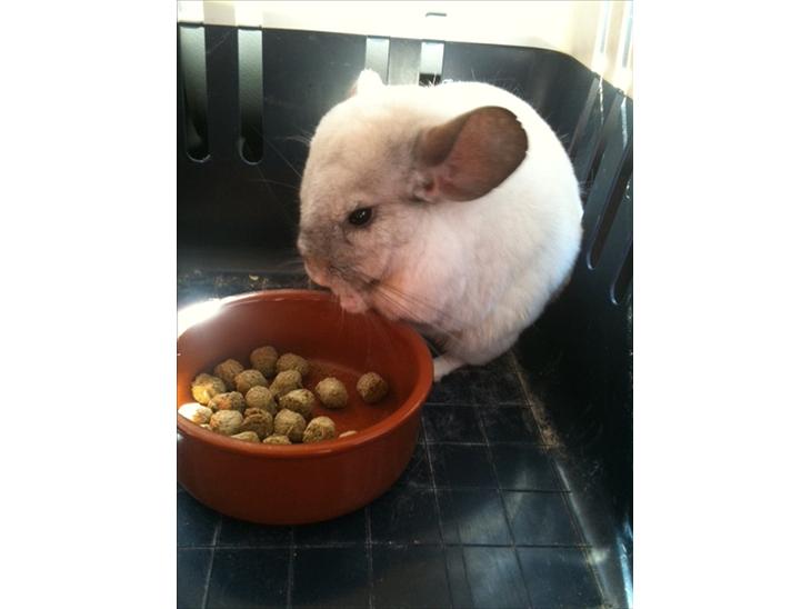 Chinchilla Mamalou -  Mamalou På vej hjem, til sit nye hjem (: billede 1