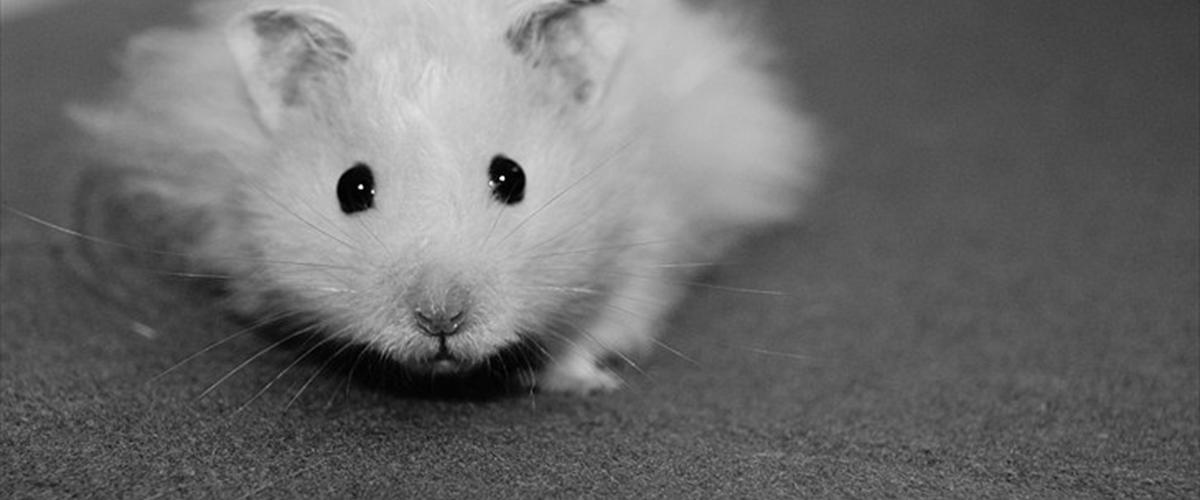 Hamster - KiLLER PREBEN Â© - 2010 - Han er super smuk, creme og h...