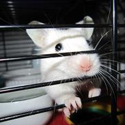 Hamster Benjamin - A Part Of Me! [Ninja Gnaver]