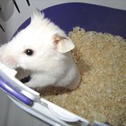 Hamster Benjamin - A Part Of Me! [Ninja Gnaver]
