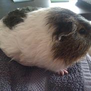 Marsvin Hammi Blomsterfis