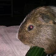 Marsvin Hammi Blomsterfis