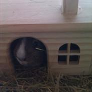 Marsvin Hammi Blomsterfis