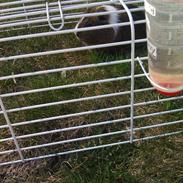 Marsvin Hammi Blomsterfis