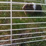 Marsvin Hammi Blomsterfis