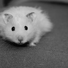 Hamster - KiLLER PREBEN ©