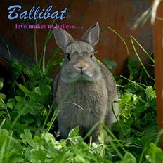 Kanin Hegnsholts Ballibat