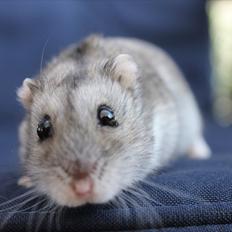 Dværghamster Kiwi RIP