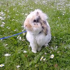 Kanin Numse (R.I.P min elskede dreng) 