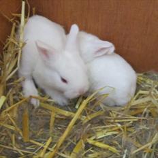 Kanin Momli's Princess Minnie :-)<3