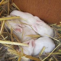 Kanin Momli's Princess Minnie :-)<3