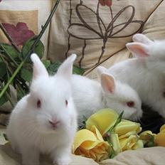 Kanin Momli's Beautiful Girl. <3