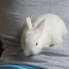 Kanin Momli's Beautiful Girl. <3