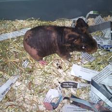 Marsvin Happy - Himmelgnaver