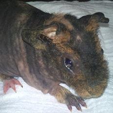 Marsvin Happy - Himmelgnaver