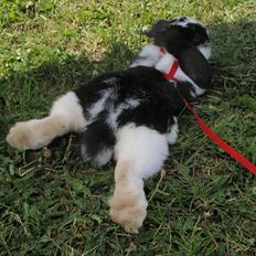 Kanin Don Karlos R.I.P og Sov sødt