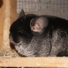 Chinchilla Stitch