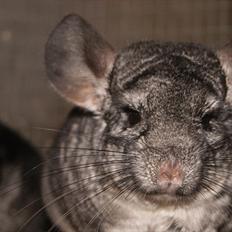 Chinchilla Lilo