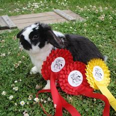 Kanin Don Karlos R.I.P og Sov sødt