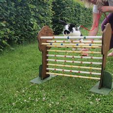 Kanin Don Karlos R.I.P og Sov sødt