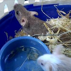 Natalmus Kaptajn Piv