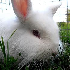 Kanin *Højlunds* Johnny