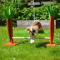 Kanin Jordbærgårdens Banzai