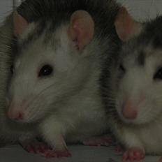 Tamrotte Ditte JUMPER (dehlight)