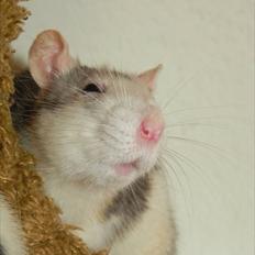 Tamrotte Dalia JUMPER<3<3 