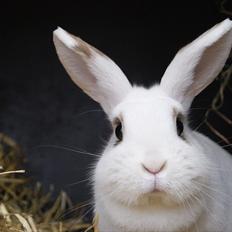 Kanin Lille Halv Måne