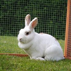 Kanin Lille Halv Måne