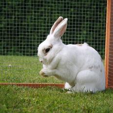 Kanin Lille Halv Måne