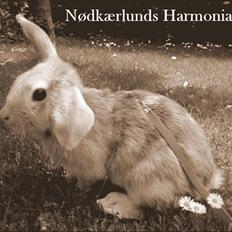 Kanin Nødkærlunds (Cute) Harmonia 
