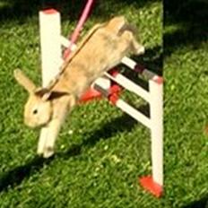 Kanin Nødkærlunds (Cute) Harmonia 