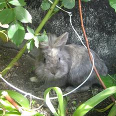 Kanin kahlua EFTERLYSES BORTLØBET!!