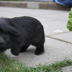 Kanin Prince Shadow | Keglen | Soulmate<3